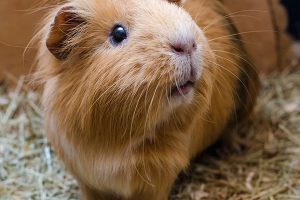 Guinea-Pig.jpg Guinea-Pig.jpg